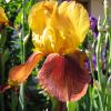 Toute la d�licatesse de l'iris