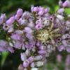 Les insectes et animaux....